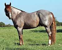 red-roan-both-hind-stockings-horse