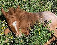 barrel-horse-futurity-stallion