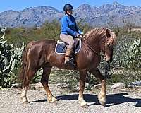 aqha-irish-draught-horse