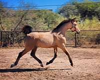 buckskin-irish-draught-horse