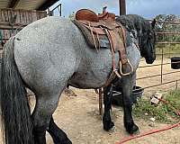 blue-roan-scar-on-left-hip-pony