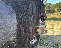 driving-harness-percheron-pony