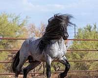 blue-roan-driving-harness-pony