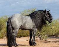 17-hand-blue-roan-pony