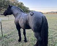 blue-roan-percheron-pony