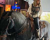 blue-roan-percheron