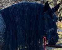 blue-roan-pony-for-sale