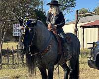 percheron-pony-for-sale