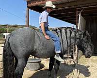 blue-roan-pony