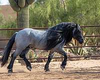 percheron-pony