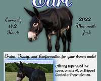 black-pangare-horse