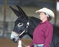three-year-old-donkey