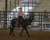 registered-donkey