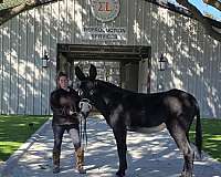 show-donkey