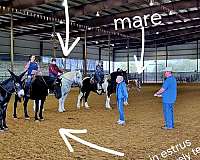 easy-going-donkey