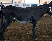 foundation-bred-donkey