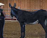 pangare-horse
