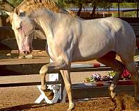 homozygous-andalusian-horse