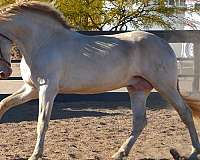 perlino-halter-horse