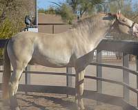 perlino-harness-horse