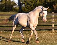 knabstrupper-stallion-horse