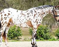 appaloosa-knabstrupper-horse