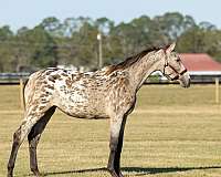 trail-riding-knabstrupper-horse