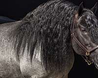 16-hand-percheron-horse