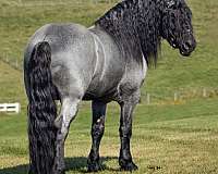 16-hand-blue-roan-horse