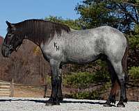 blue-roan-percheron-horse