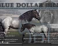 percheron-horse-for-sale