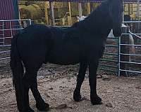 black-fhh-stallion