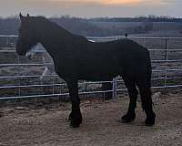 black-fhh-horse