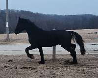 fhh-friesian-stallion