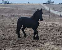 fhh-friesian-horse