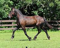 tobiano-barock-pinto-horse