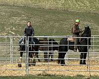 black-fhh-horse