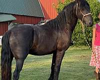 fhh-stallion