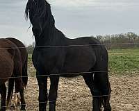 fhh-friesian-stallion