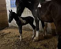 fhh-friesian-horse