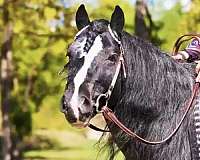 blue-roan-roan-gypsy-vanner-horse