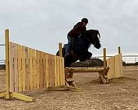 blue-roan-roan-gypsy-vanner