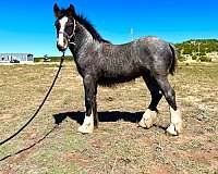 gypsy-vanner-horse-for-sale