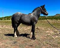 gypsy-vanner-horse