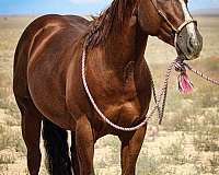 chestnut