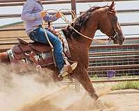 chestnut-money-winner-horse