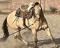 easy-going-horse