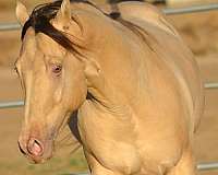 champagne-dun-foundation-bred-homozygous-horse