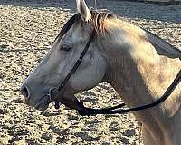 easy-going-stallion