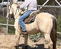foundation-bred-homozygous-horse